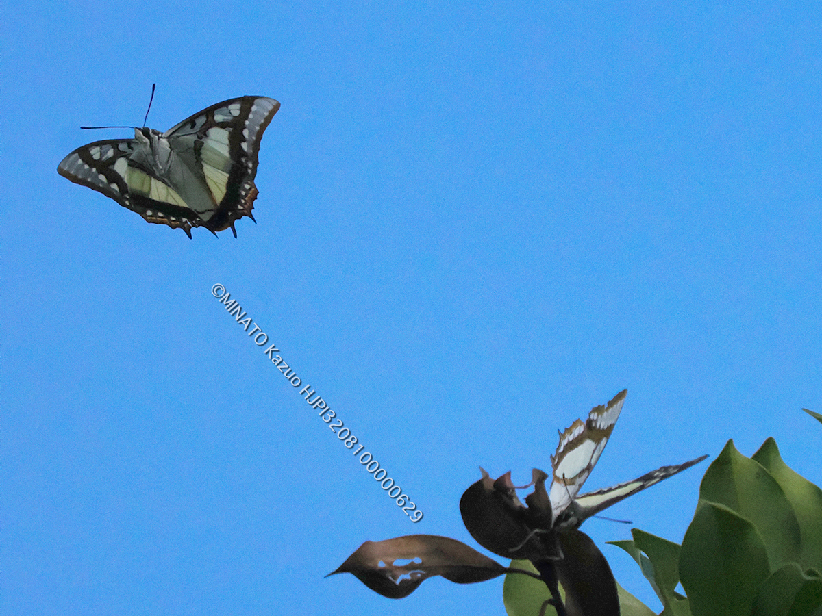 フタオチョウ飛翔