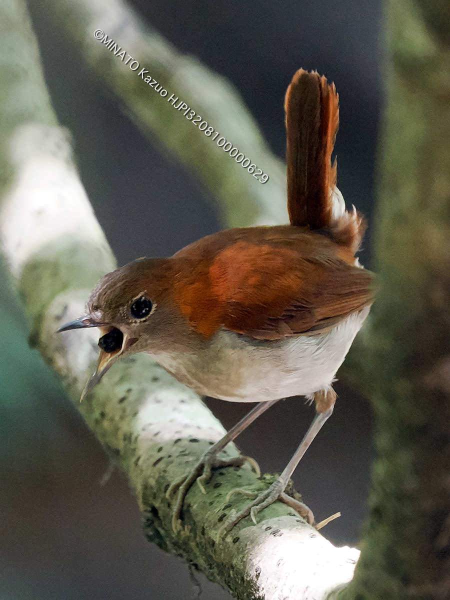 ホントウアカヒゲ巣