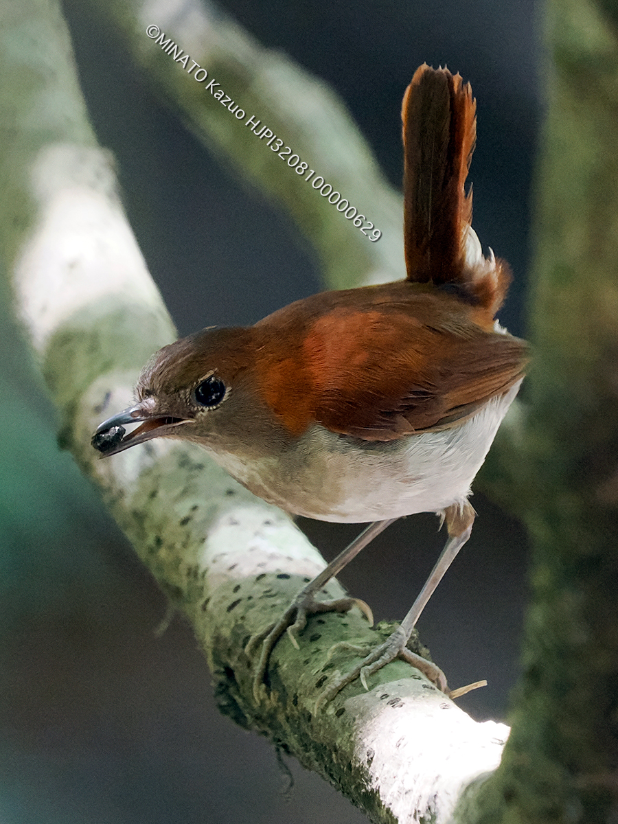 ホントウアカヒゲ巣