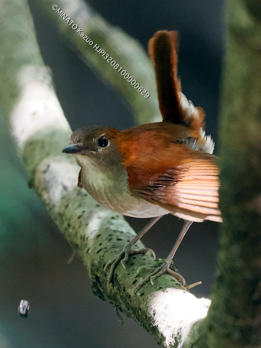 ホントウアカヒゲ巣