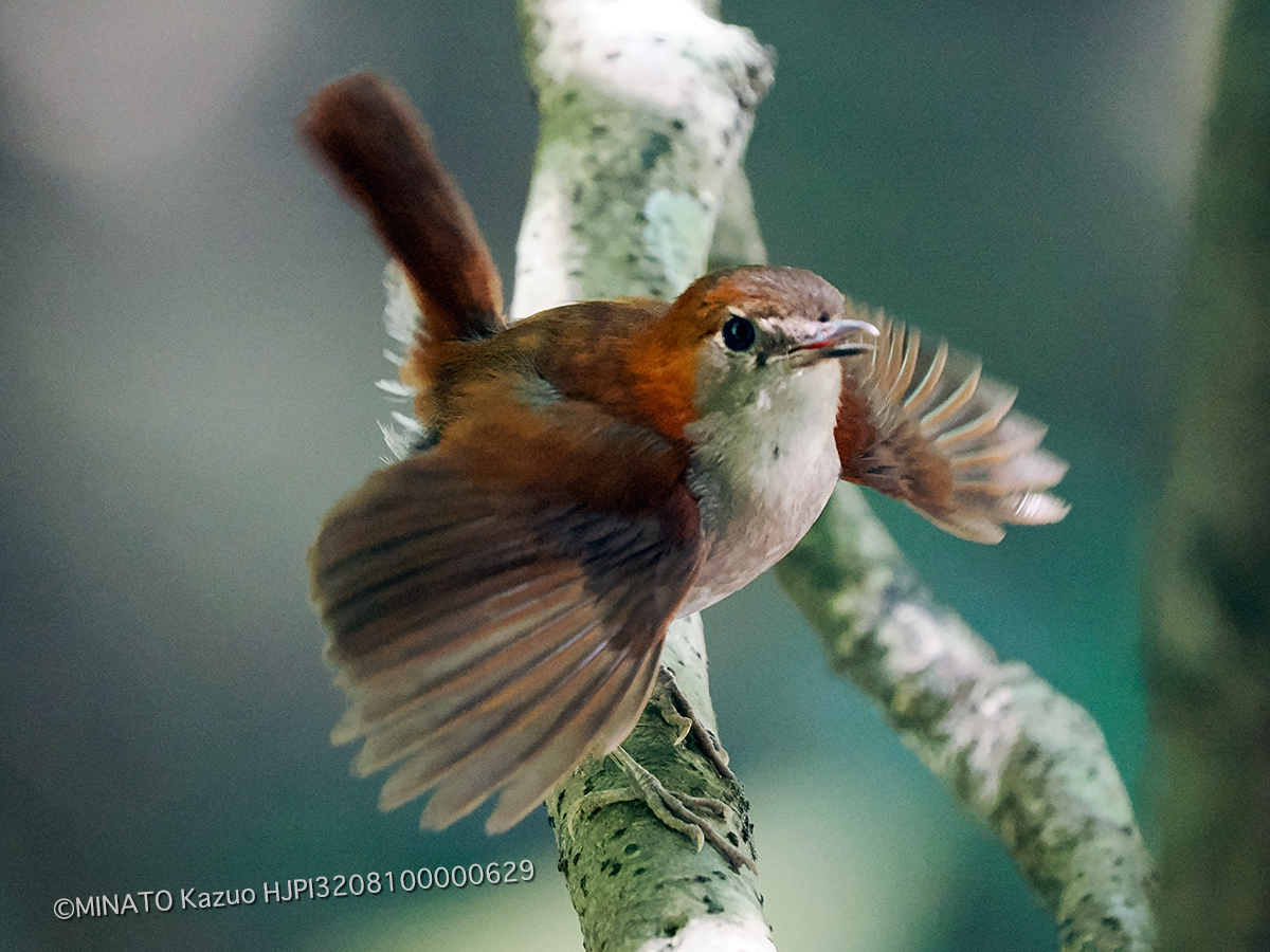 ホントウアカヒゲ雌
