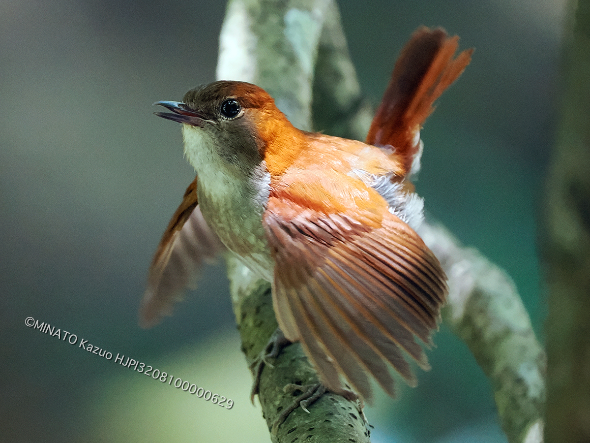 ホントウアカヒゲ雌