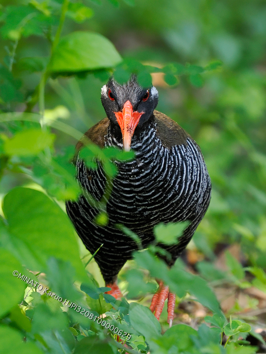 ヤンバルクイナ
