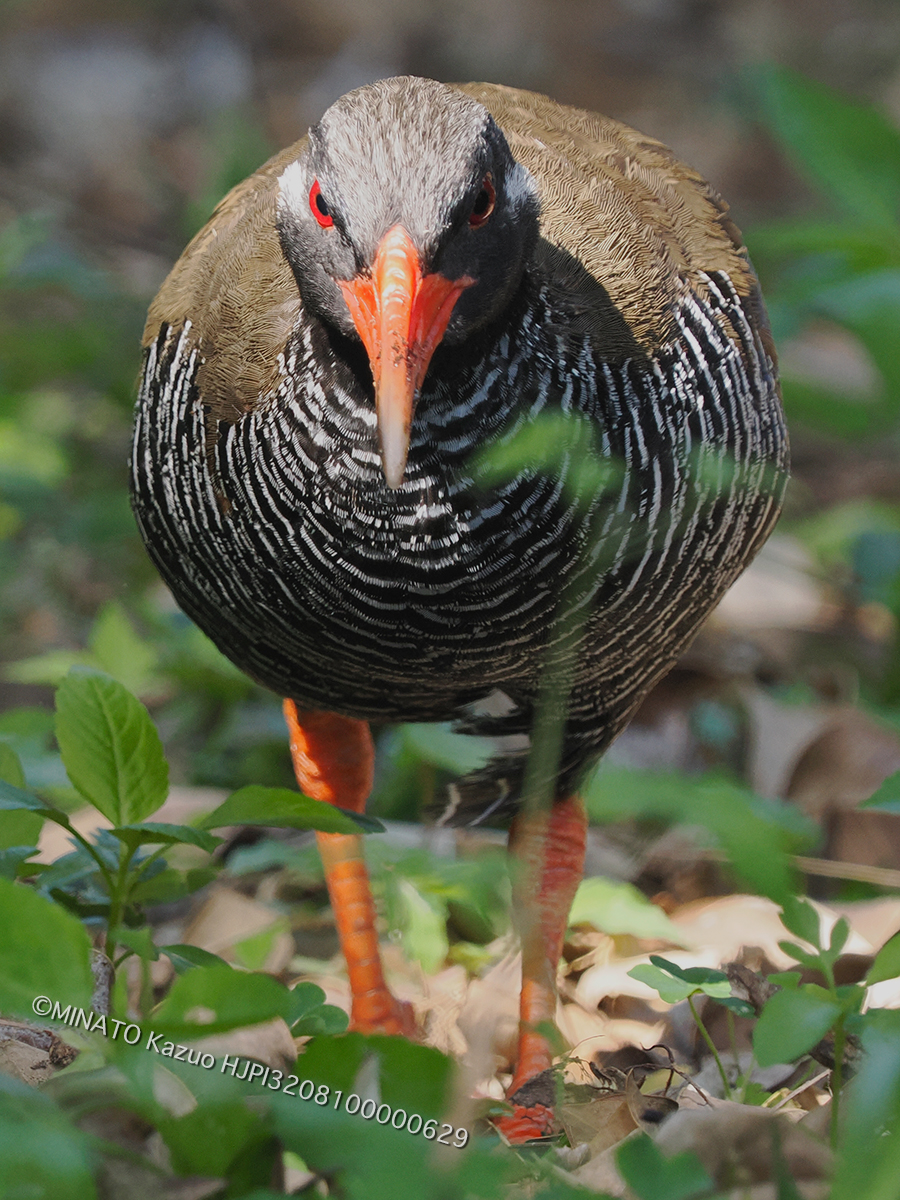 ヤンバルクイナ