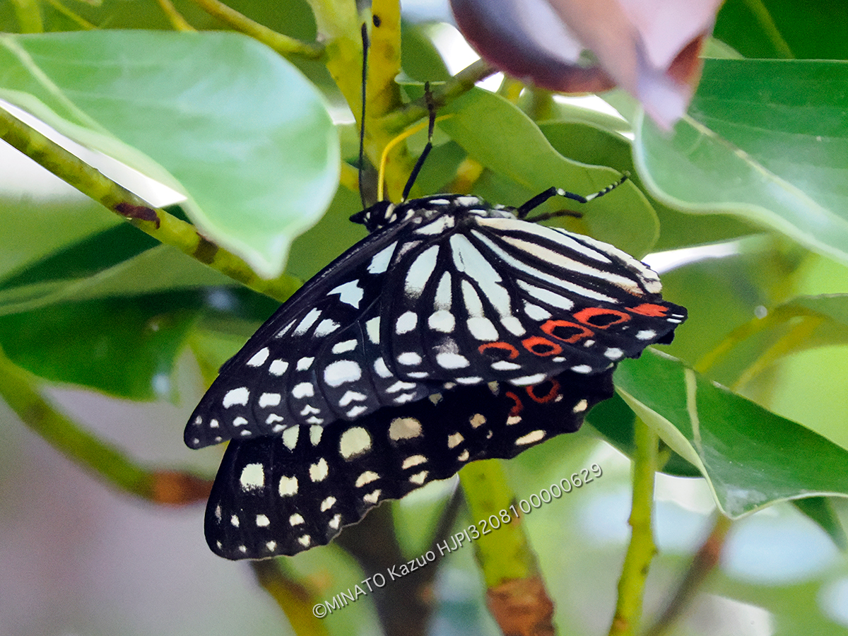アカボシゴマダラ