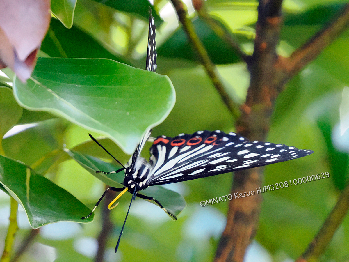 アカボシゴマダラ