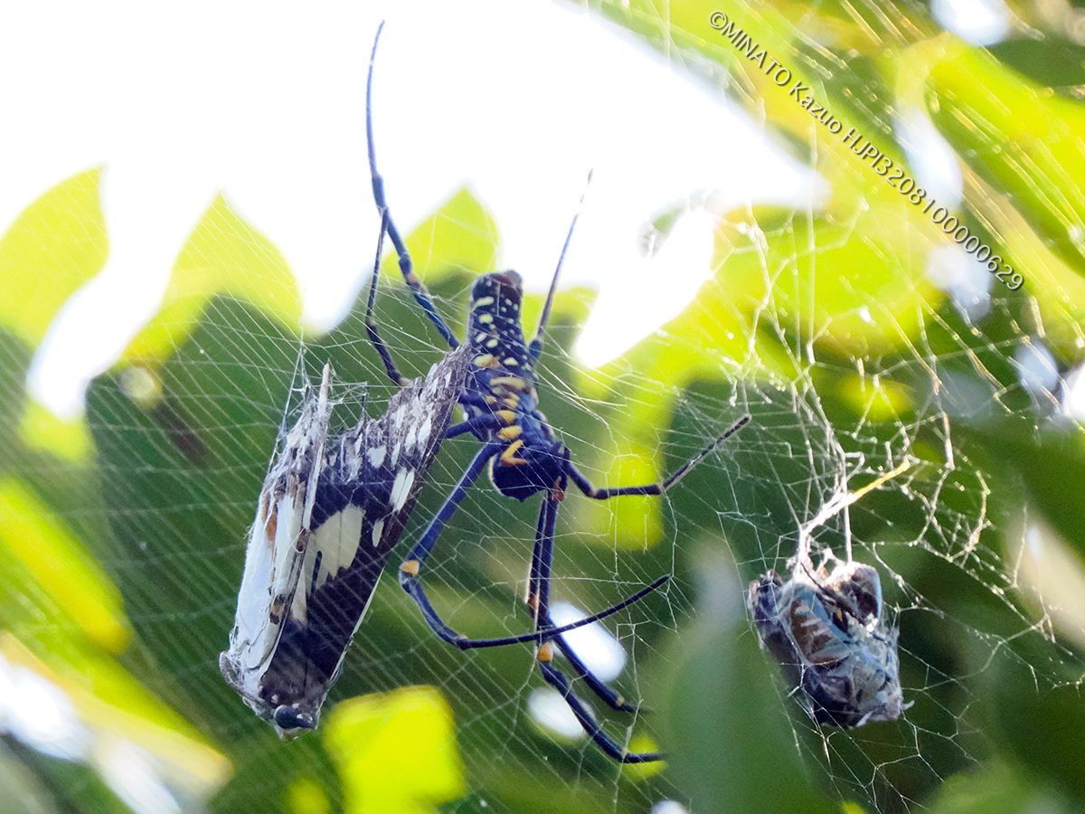オオジョロウグモ