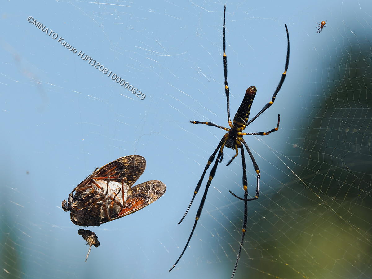 オオジョロウグモ