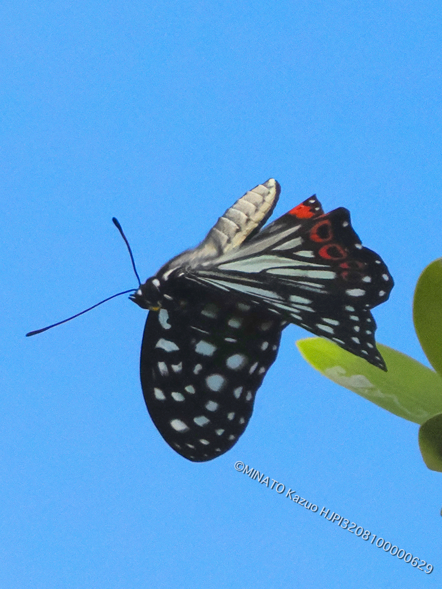 アカボシゴマダラ