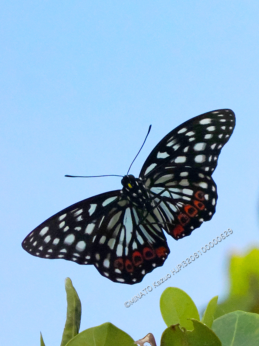 アカボシゴマダラ