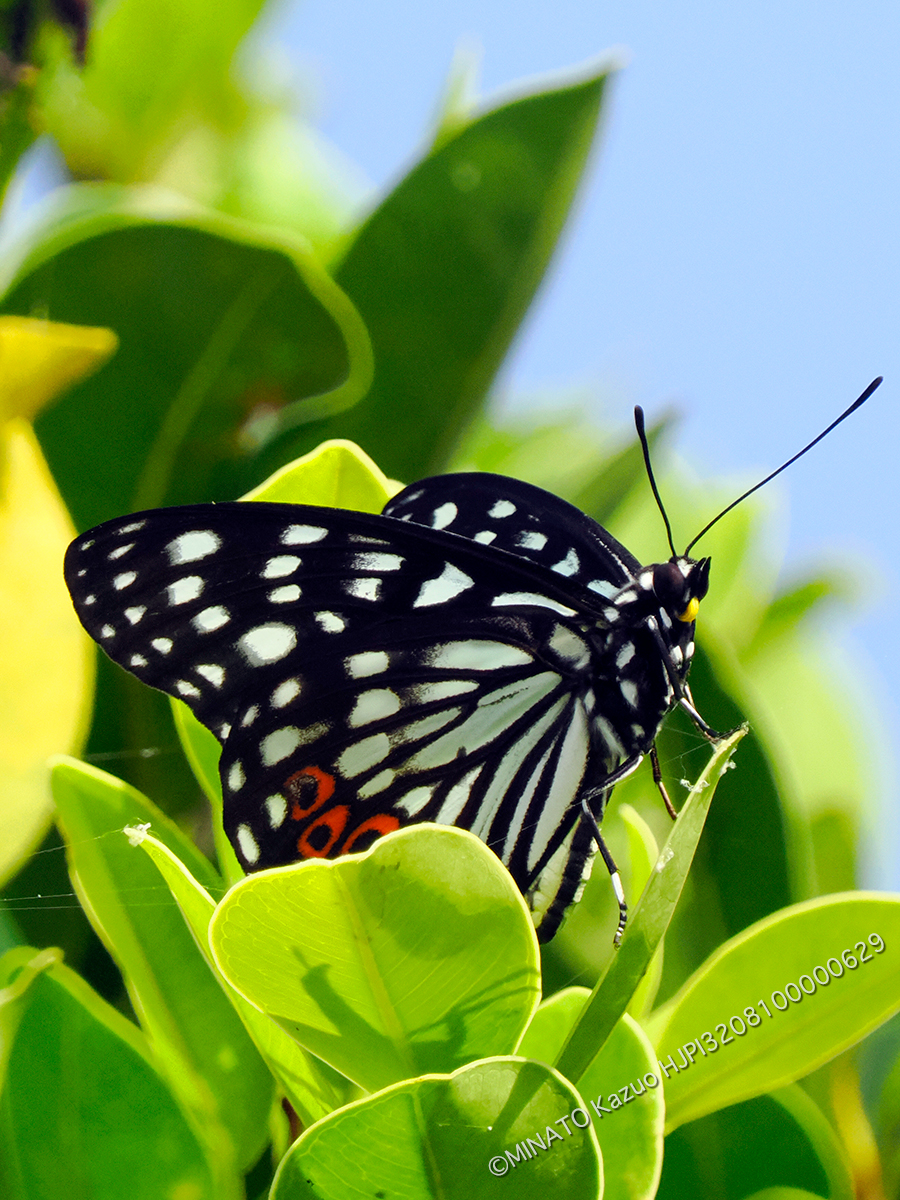 アカボシゴマダラ