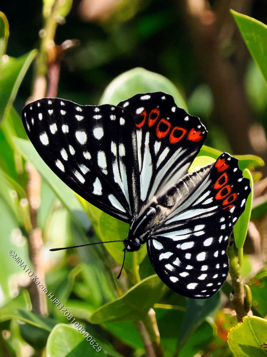 アカボシゴマダラ