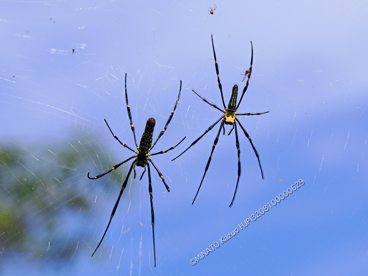 オオジョロウグウモ