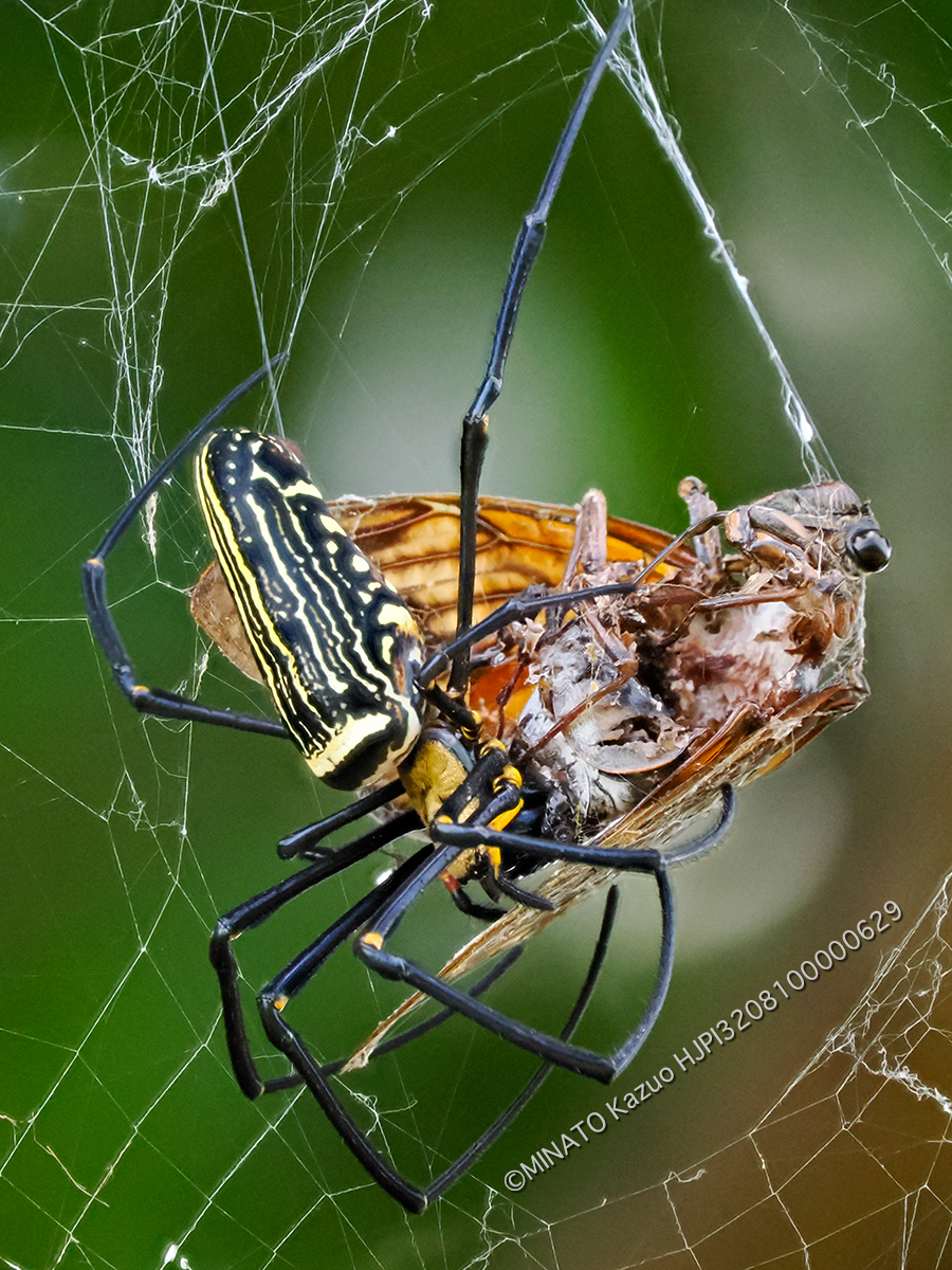 オオジョロウグモ