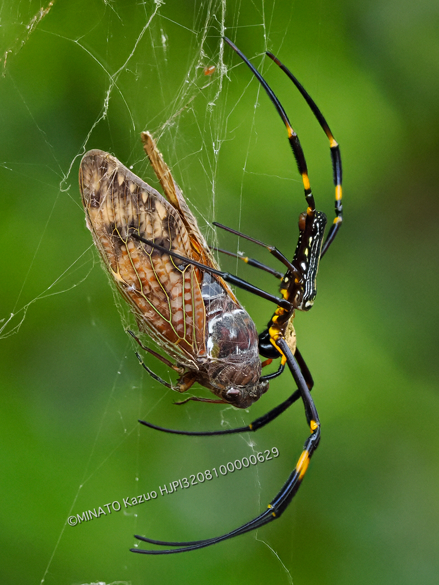 オオジョロウグモ
