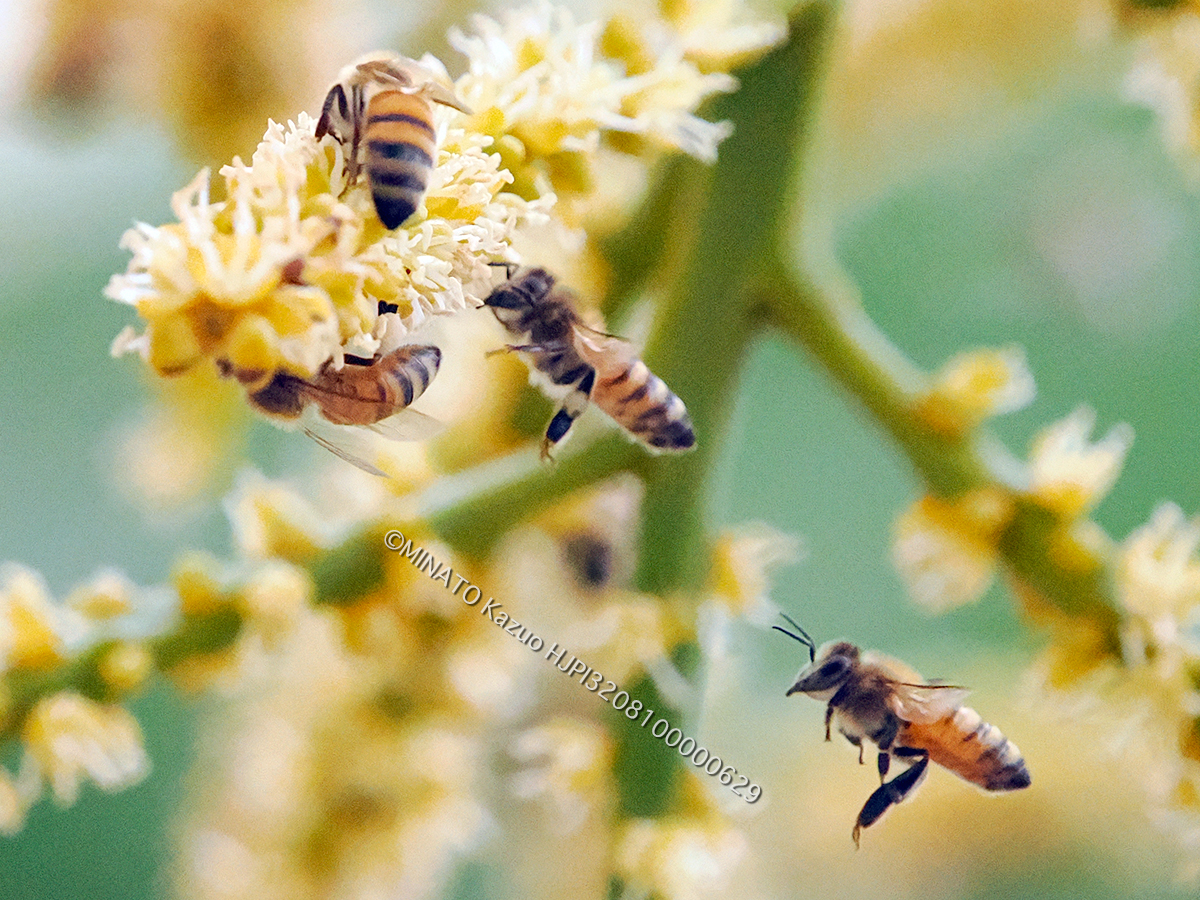 セイイヨウミツバチ