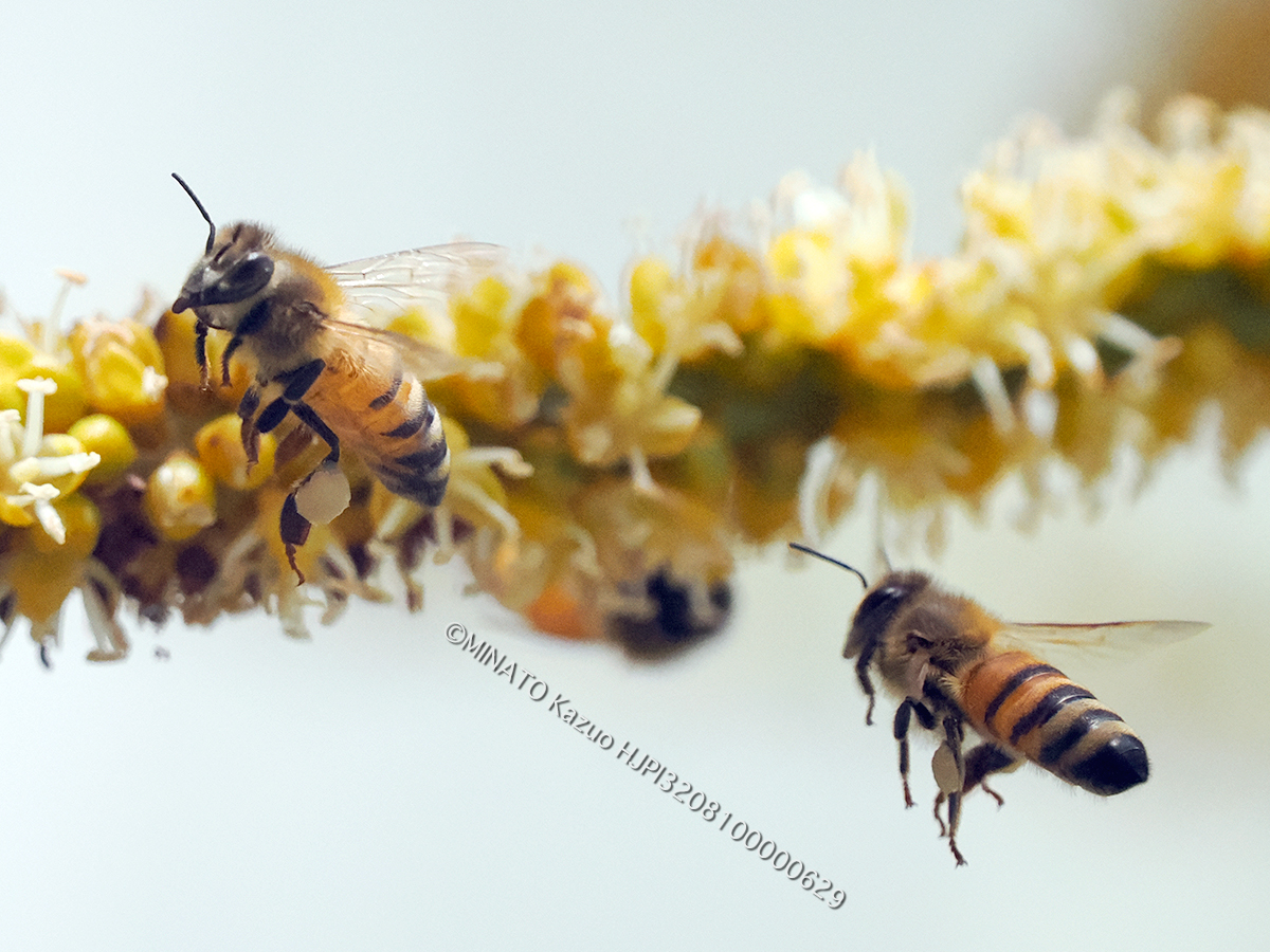 セイイヨウミツバチ