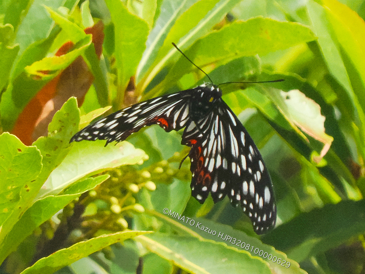 アカボシゴマダラ