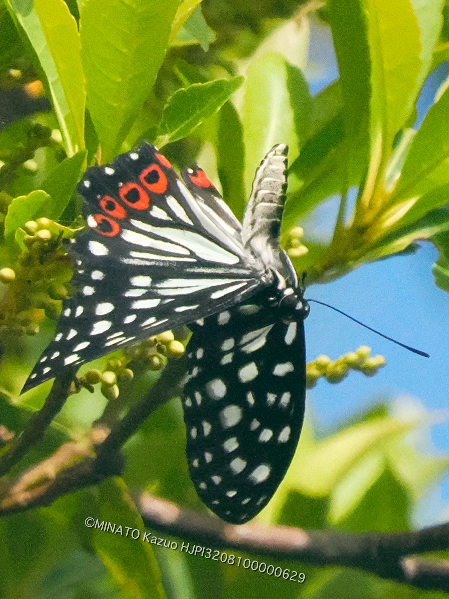 アカボシゴマダラ