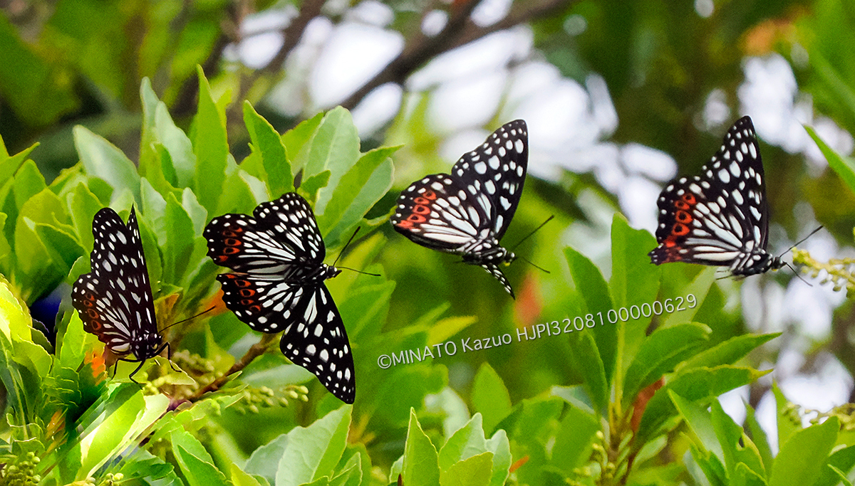 アカボシゴマダラ