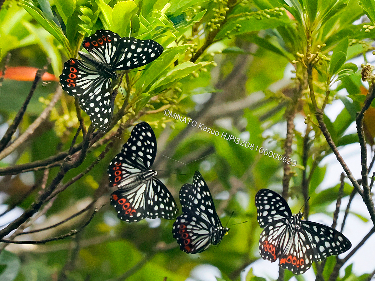 アカボシゴマダラ