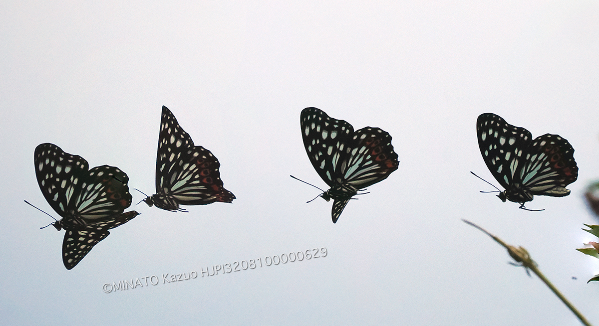 アカボシゴマダラ