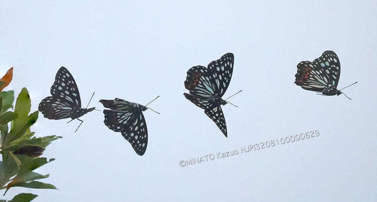 アカボシゴマダラ