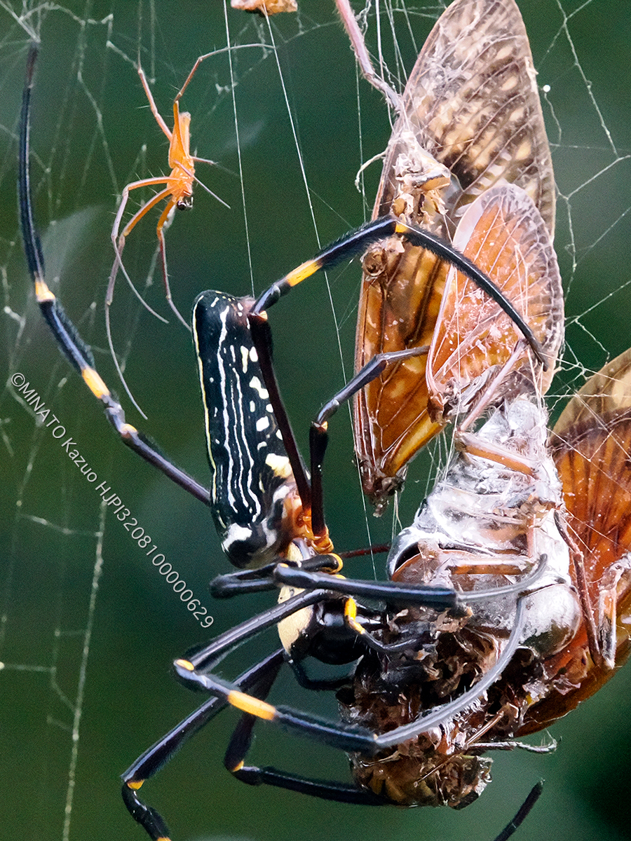 オオジョロウグモ雌雄