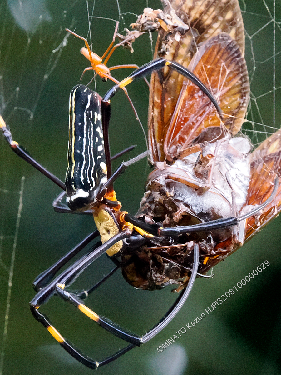 オオジョロウグモ雌雄