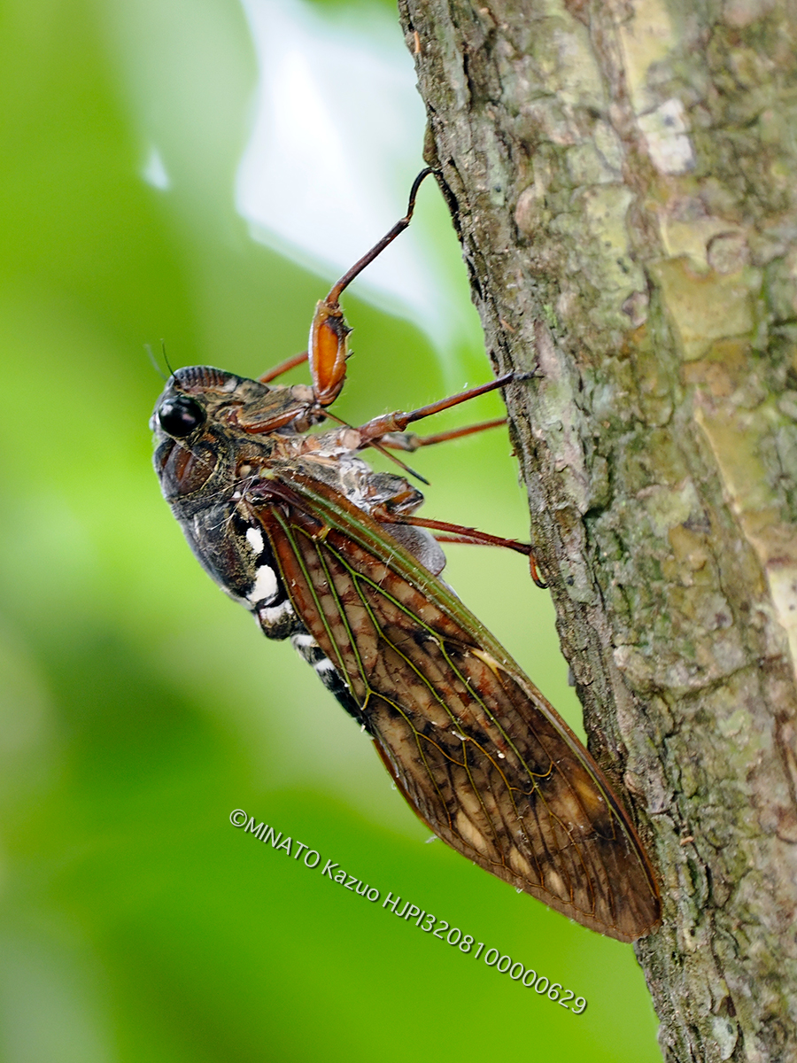 リュウキュウアブラゼミ