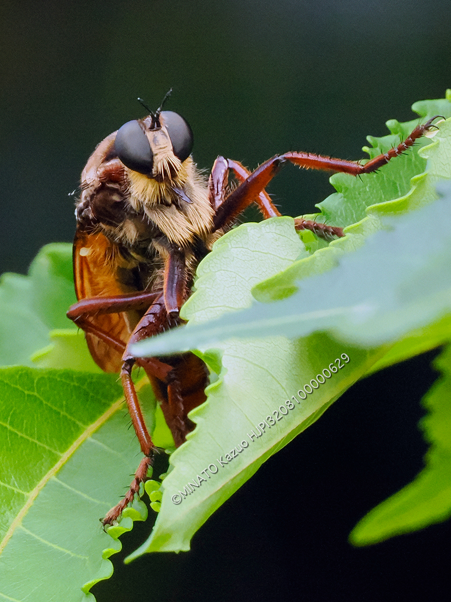 目スアカオオムシヒキ 雌