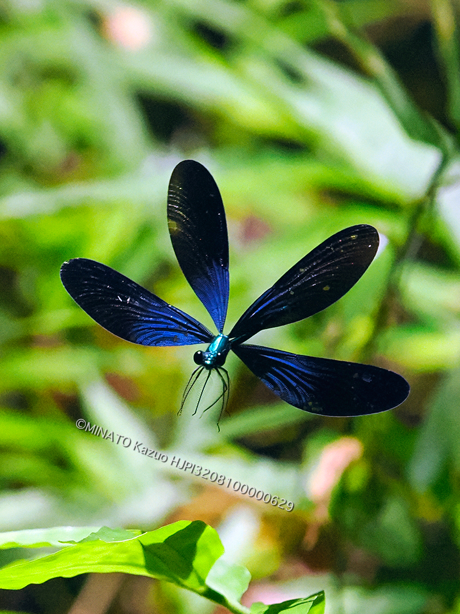 リュウキュウハグロトンボ雄