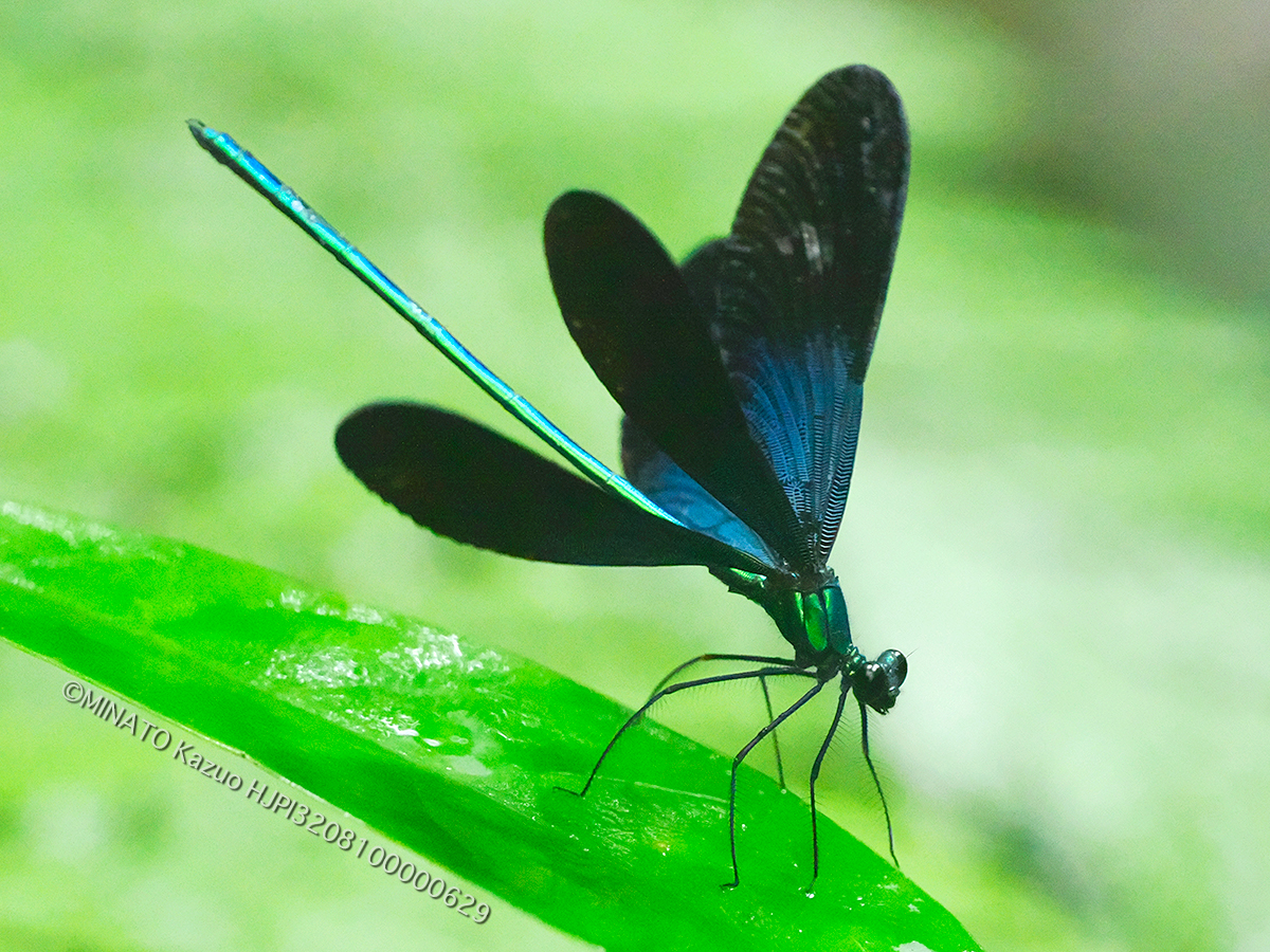 リュウキュウハグロトンボ雄