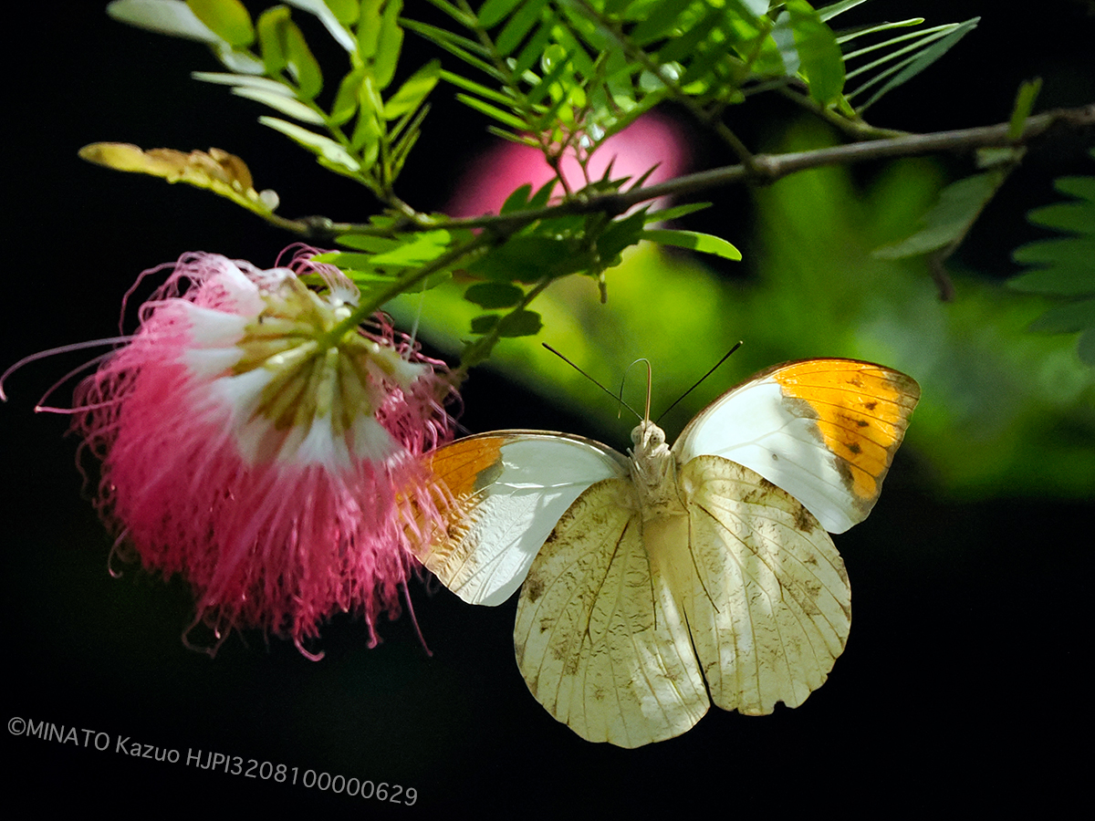 ツマベニチョウ