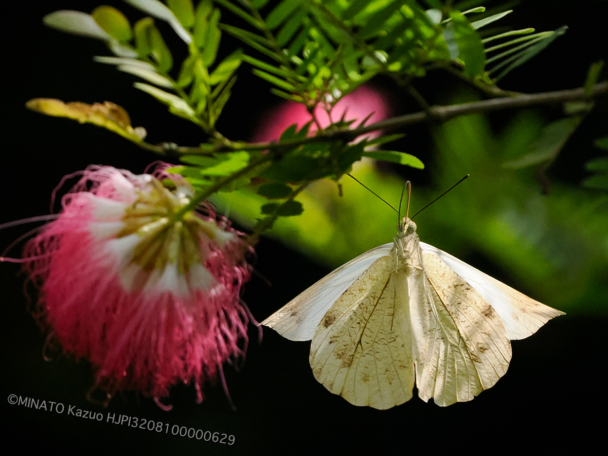 ツマベニチョウ
