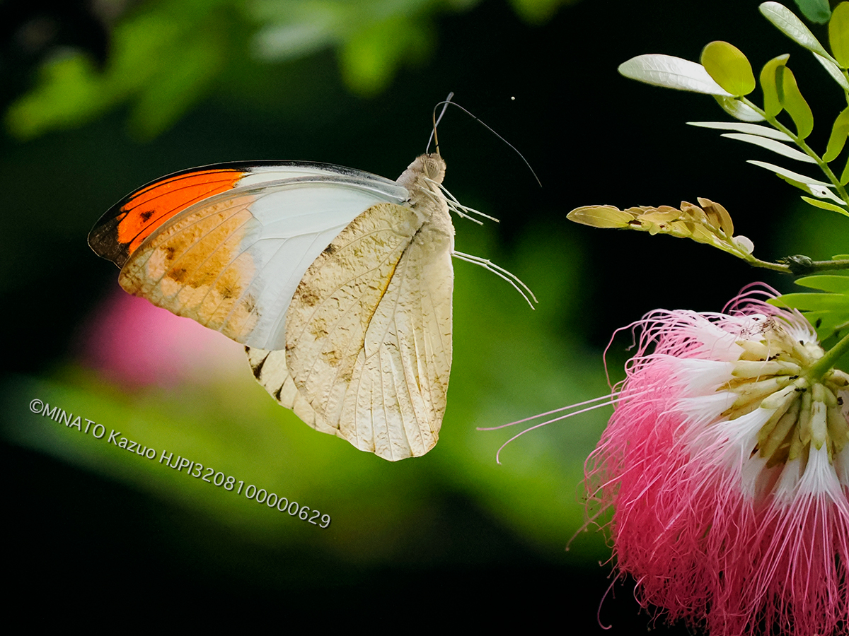 ツマベニチョウ