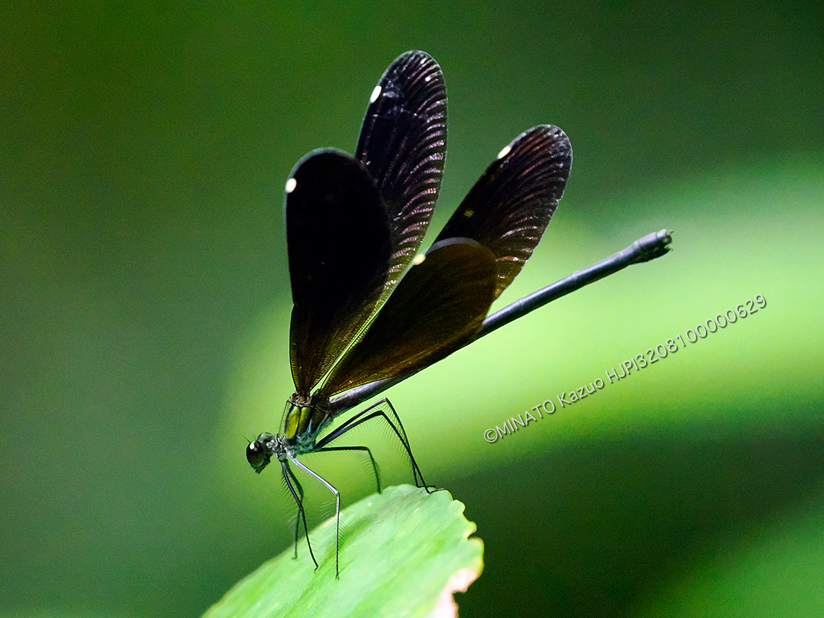 リュウキュウハグロトンボ雌