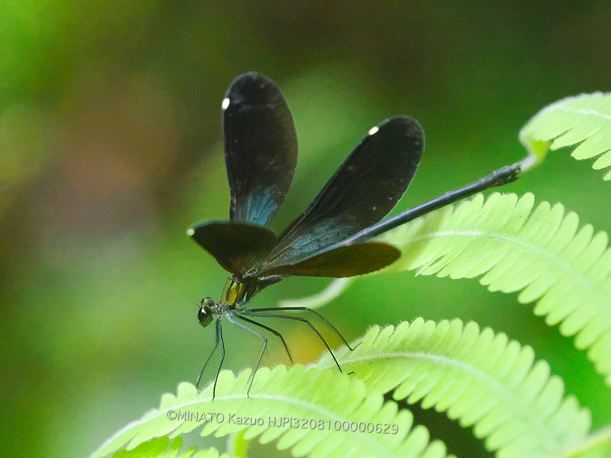 リュウキュウハグロトンボ雌
