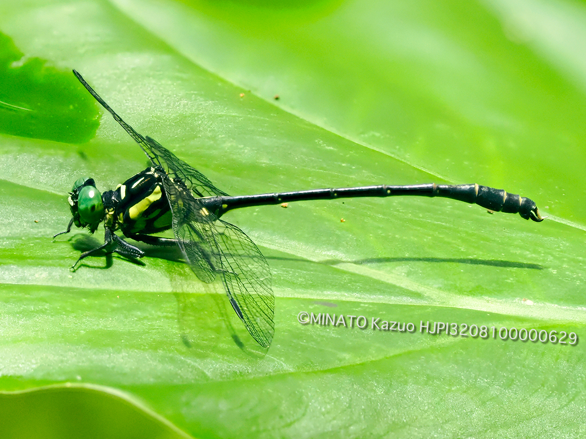 オキナワオジロサナエ