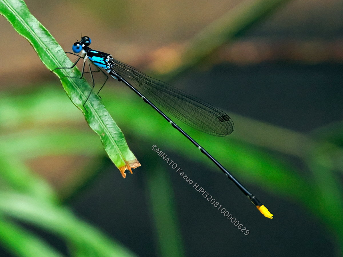 リュウキュウルりモントンボ
