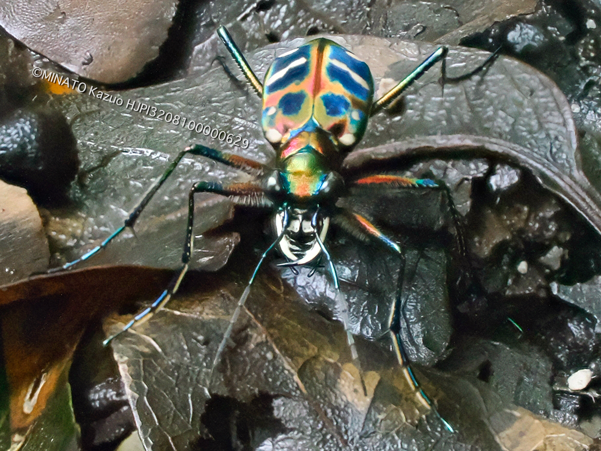 オキナワハンミョウ