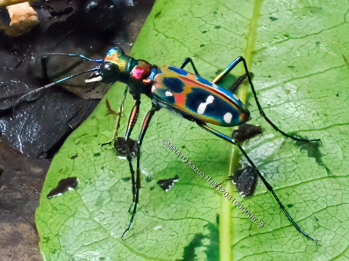 オキナワハンミョウ