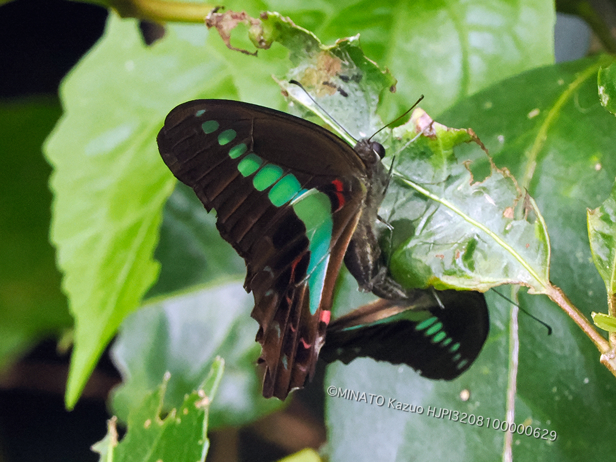 アオスジアゲハ