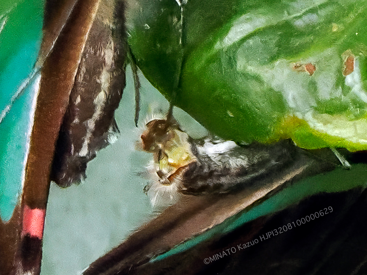 アオスジアゲハ