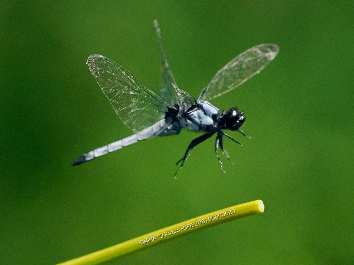 オオシオカラトンボ雄