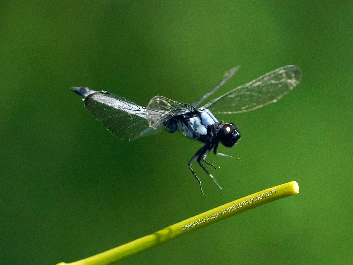 オオシオカラトンボ雄