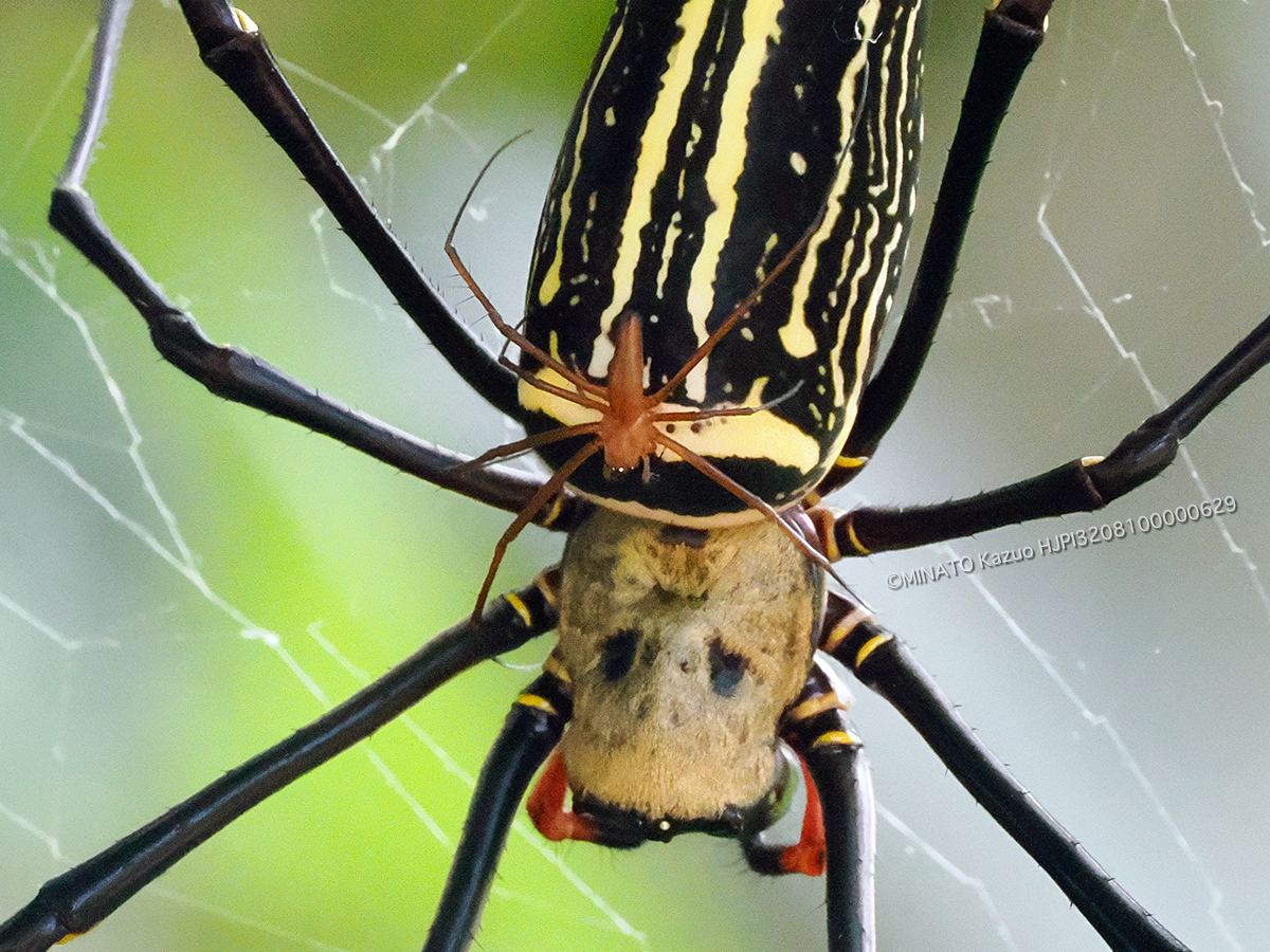 オオジョロウグモ雌雄