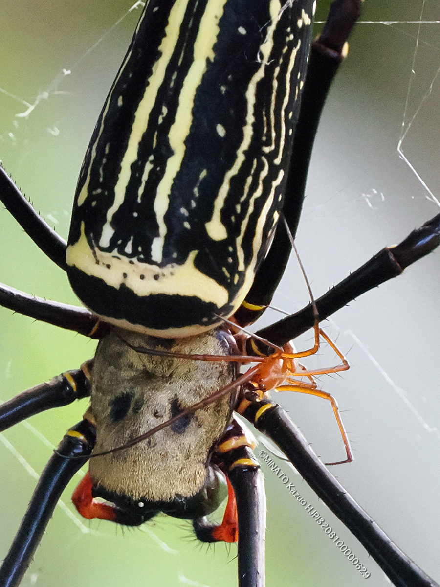 オオジョロウグモ雌雄