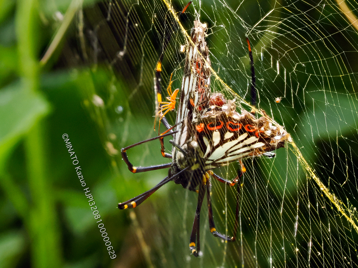 オオジョロウグモ