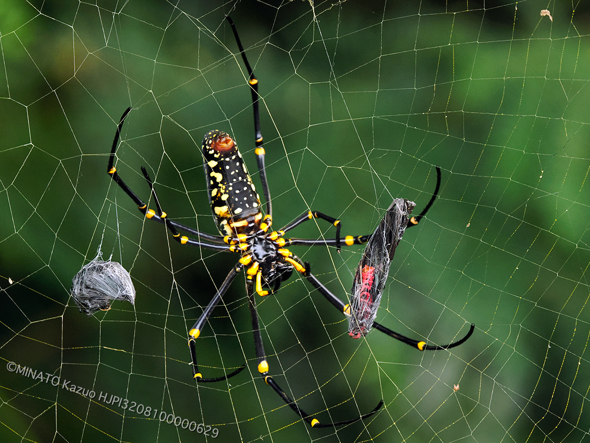 オオジョロウグモ
